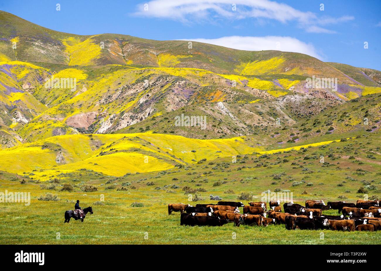 San Luis Obispo County California Usa 10th April 2019 A Herd Of Cattle Forages Among Wildflowers