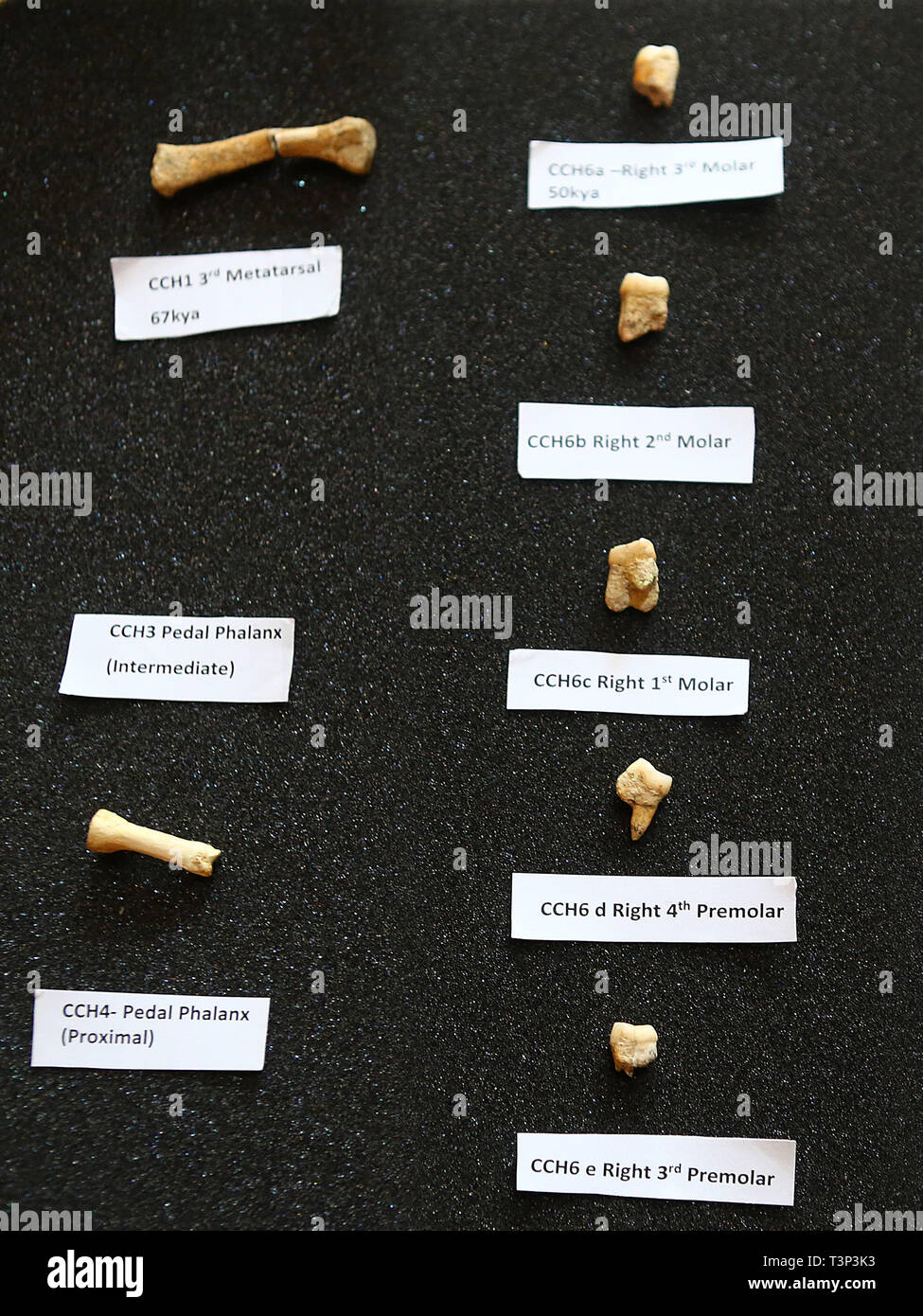 Homo luzonensis fossils hires stock photography and images Alamy