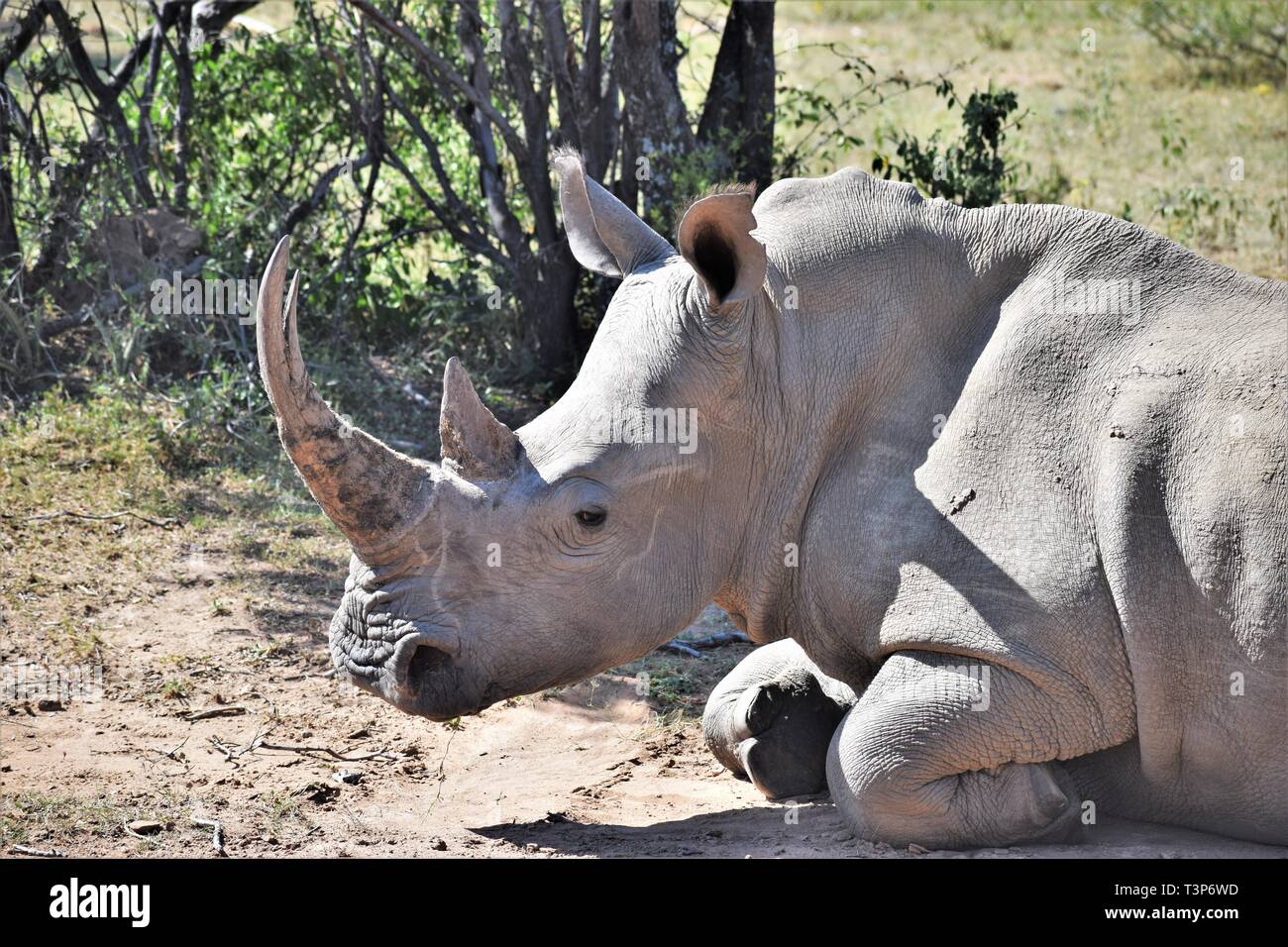 Rhino Side View Stock Photo - Alamy