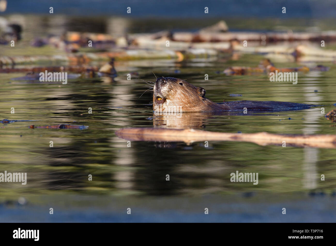 Beaver dam swimming hires stock photography and images Alamy