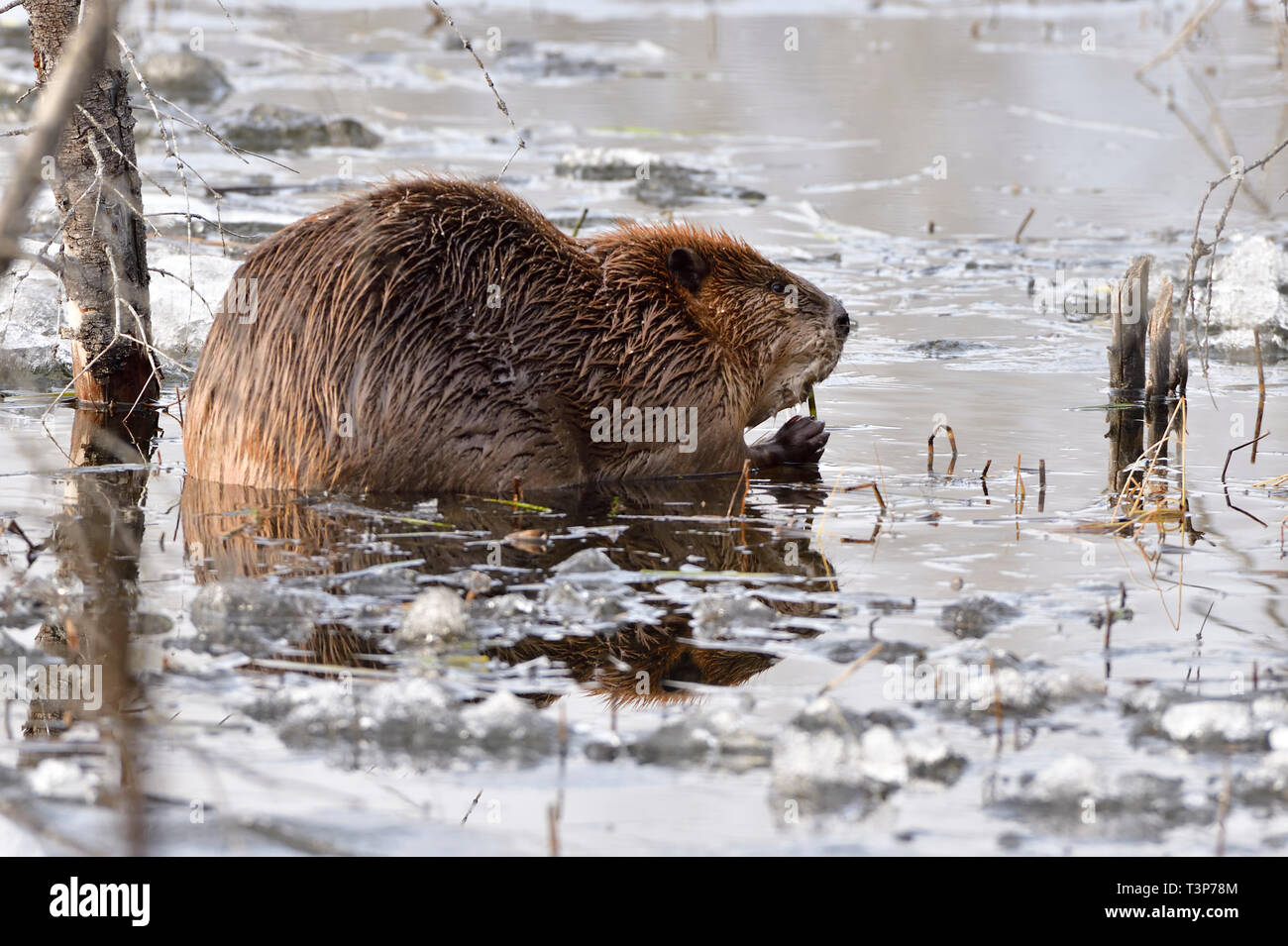 A large Canadian beave r'Castor canadenis'; feeding on fresh green shoots in icy water of his beaver pond Stock Photo