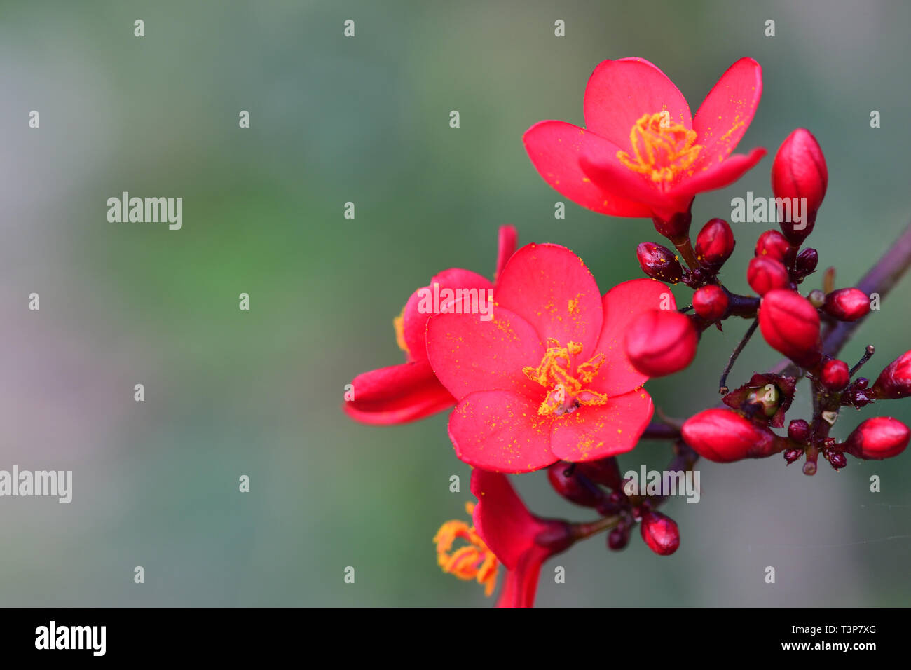 Close up of peregrina (jatropha integerrima) flowers Stock Photo
