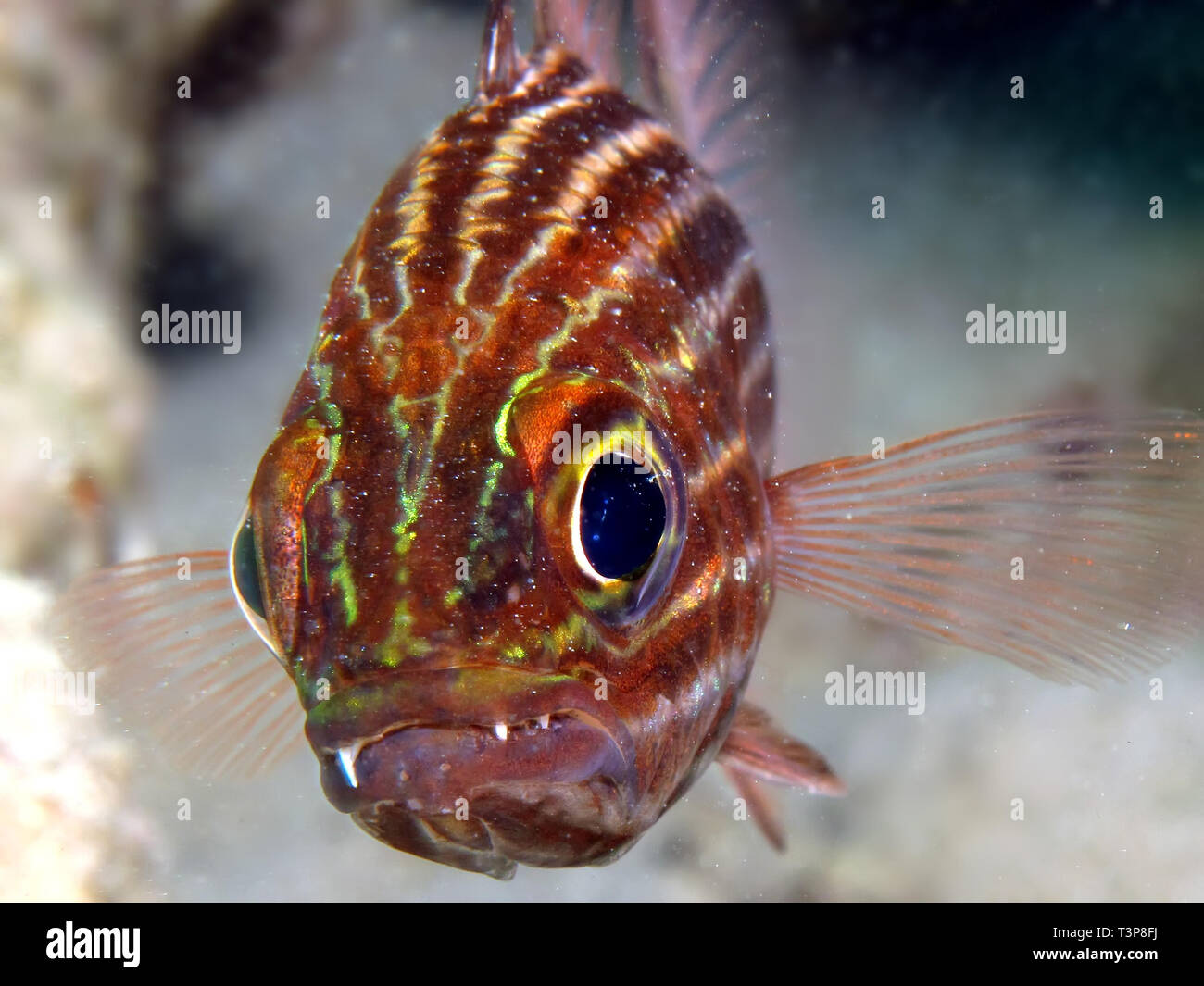 Tiger cardinalfish (cheilodipterus macrodon). Taking in Red Sea, Egypt. Stock Photo