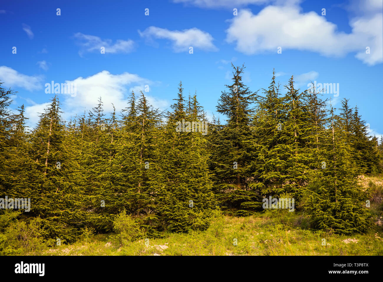 trees of Al Shouf Cedar Nature Reserve Barouk in mount Lebanon Middle