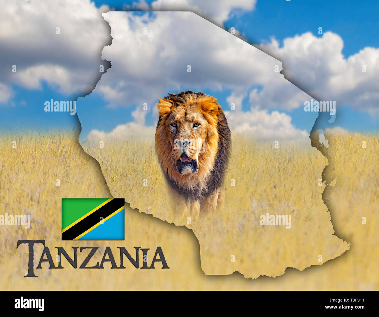 Flag Map of Tanzania on which is a picture of a lion. There is the text of Tanzania and flag. It is national african background with golden grass and Stock Photo