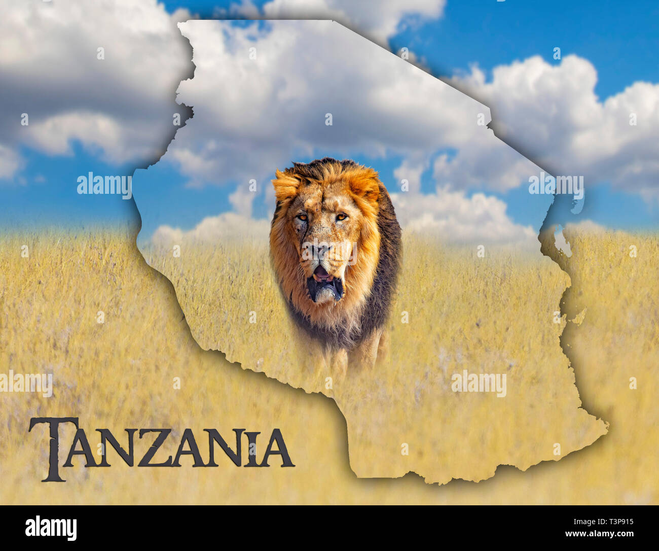Flag Map of Tanzania on which is a picture of a lion. There is the text of Tanzania. It is national african background with golden grass and blue sky. Stock Photo