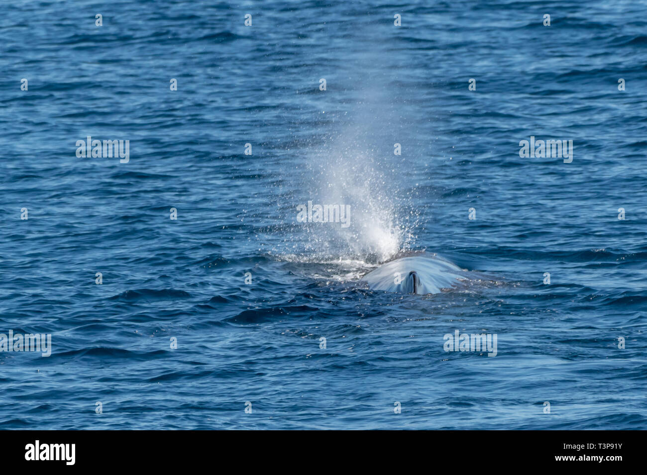 Sperm Whale (Physeter macrocephalus) showing 45 degree spout (blow) on the surface of the Sea of Cortez (Bay of California), Baja California, Mexico. Stock Photo