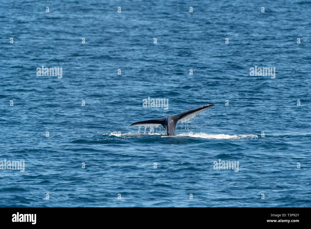 Whale tail fluke hi-res stock photography and images - Alamy