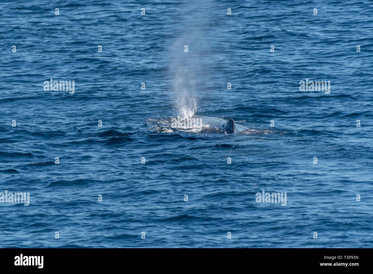 Sperm Whale (Physeter macrocephalus) on the surface of the Sea of Cortez (Bay of California), Baja California, Mexico. Stock Photo