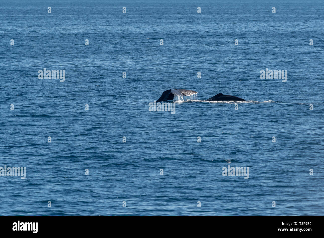 Two Sperm Whales (Physeter macrocephalus) on the surface of the Sea of Cortez (Bay of California) with tail and back visible. Stock Photo