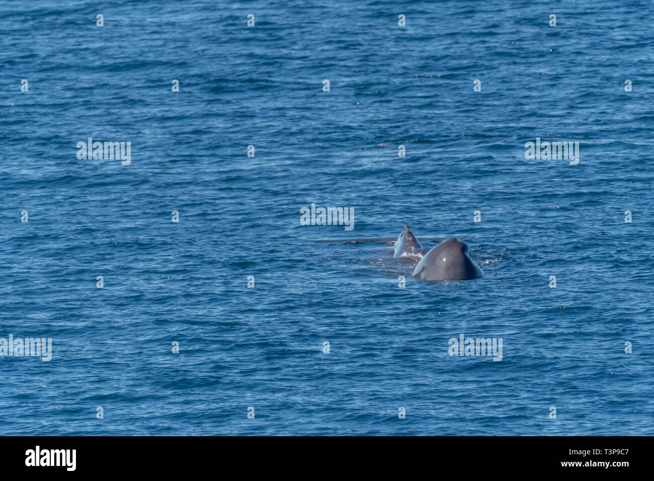 Sperm Whale (physeter Macrocephalus) Swimming Toward The Camera On The 