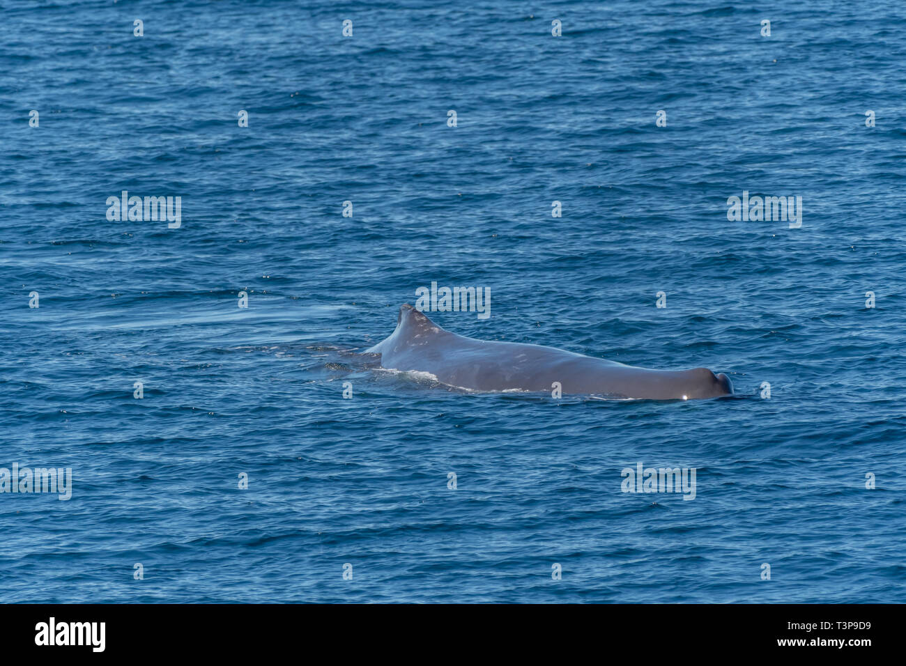 Sperm Whale (Physeter macrocephalus) on the surface of the Sea of Cortez (Bay of California), Baja California, Mexico. Stock Photo