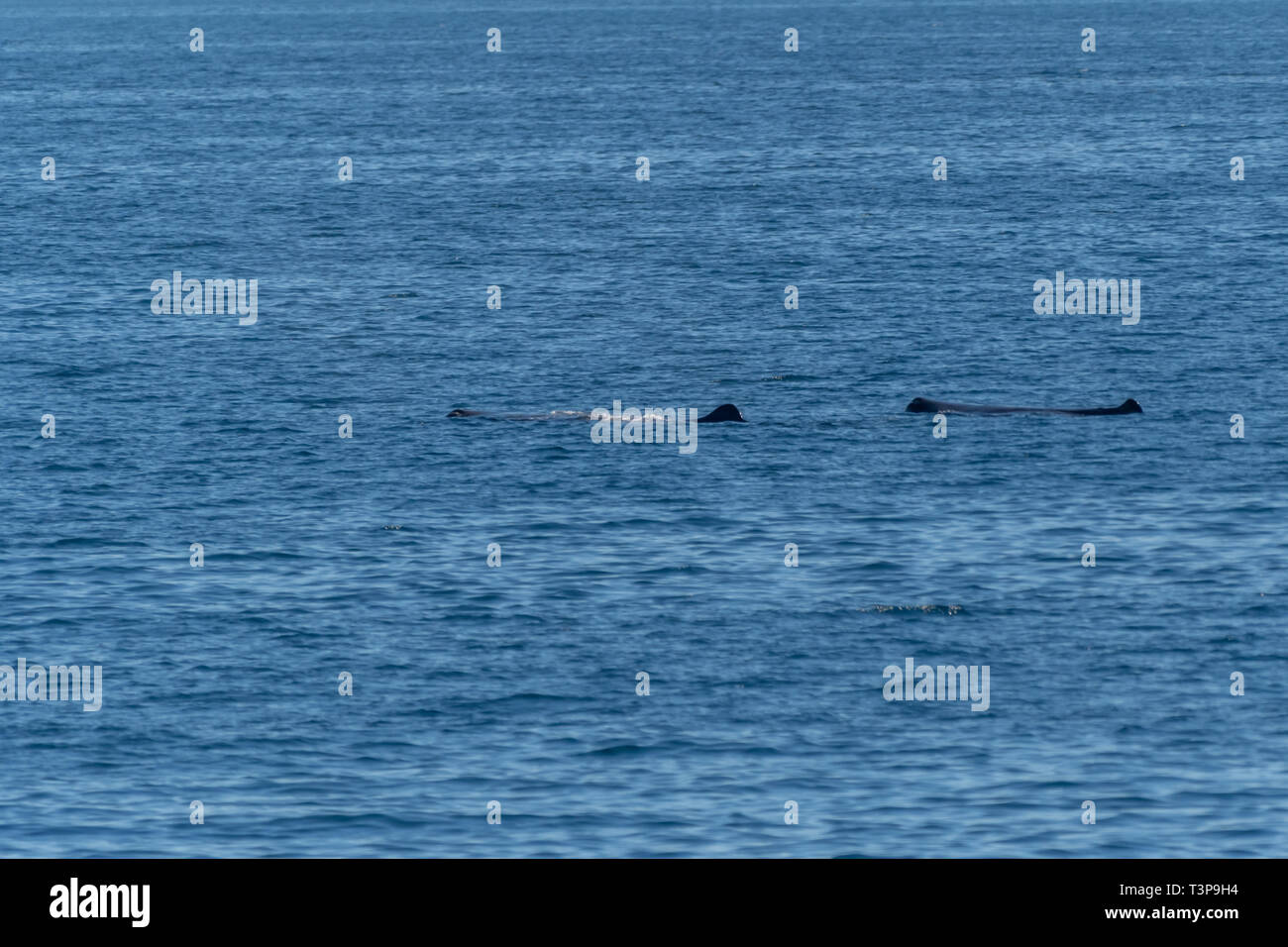 Two Sperm Whales (Physeter macrocephalus) on the surface of the Sea of Cortez (Bay of California), Baja California, Mexico. Stock Photo