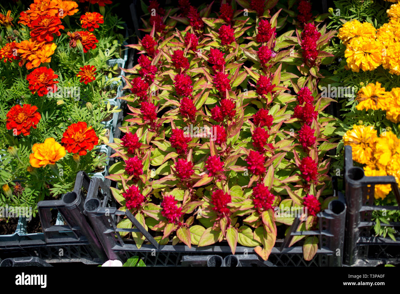 Beautiful fresh flowers as a nature background Stock Photo - Alamy