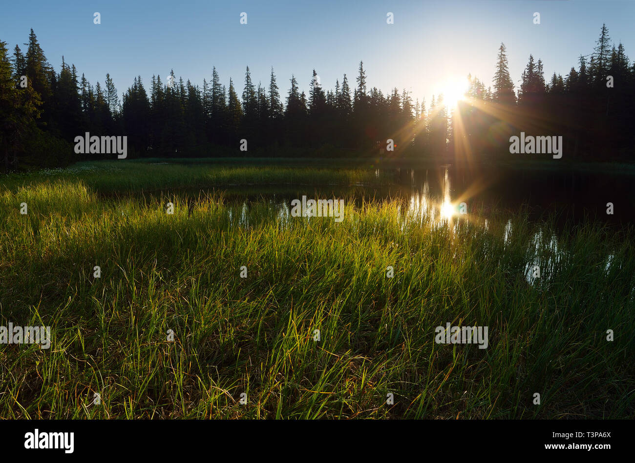 Forest lake scenery hi-res stock photography and images - Alamy