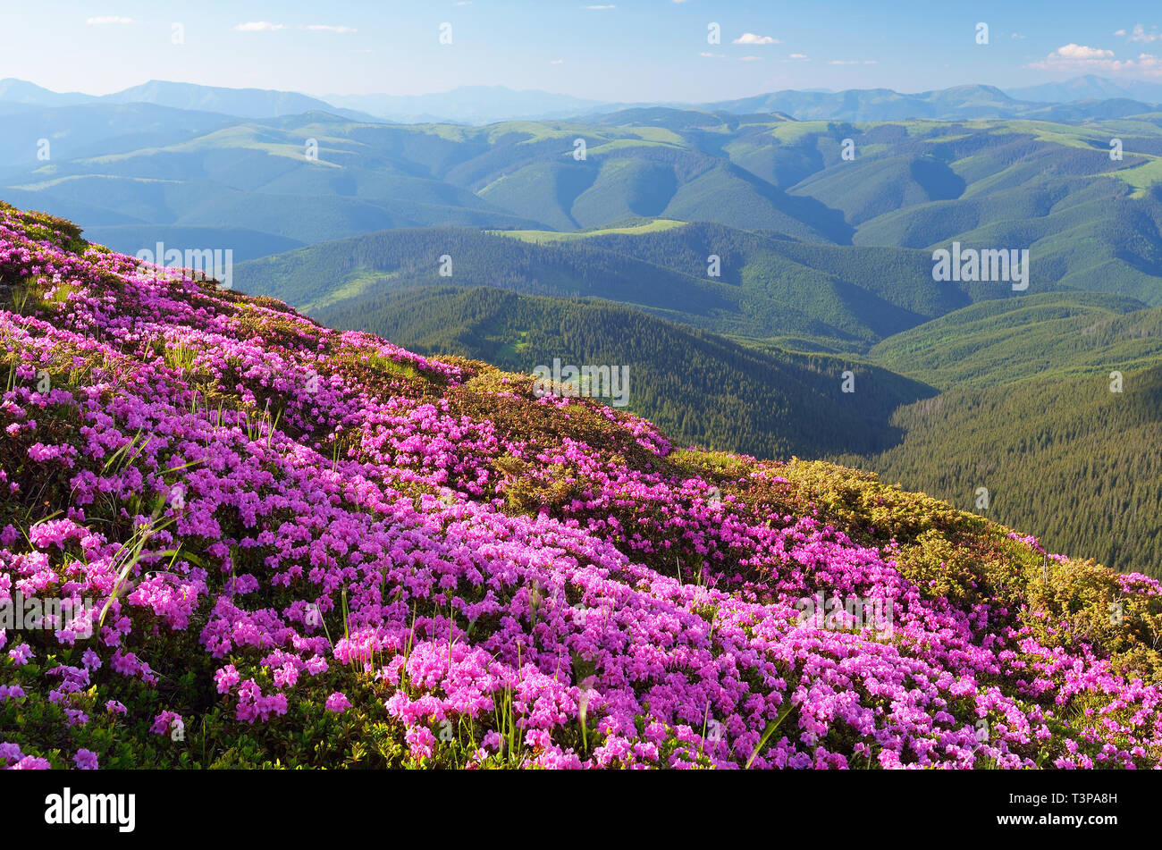 Summer landscape with blooming mountain slopes. Sunny day with rhododendron flowers Stock Photo