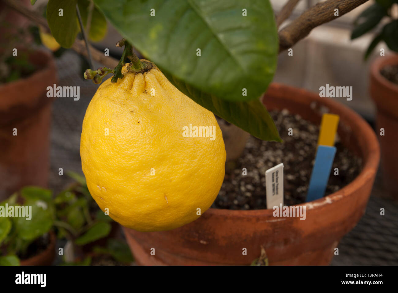 A giant lemon grows in a college greenhouse. Stock Photo