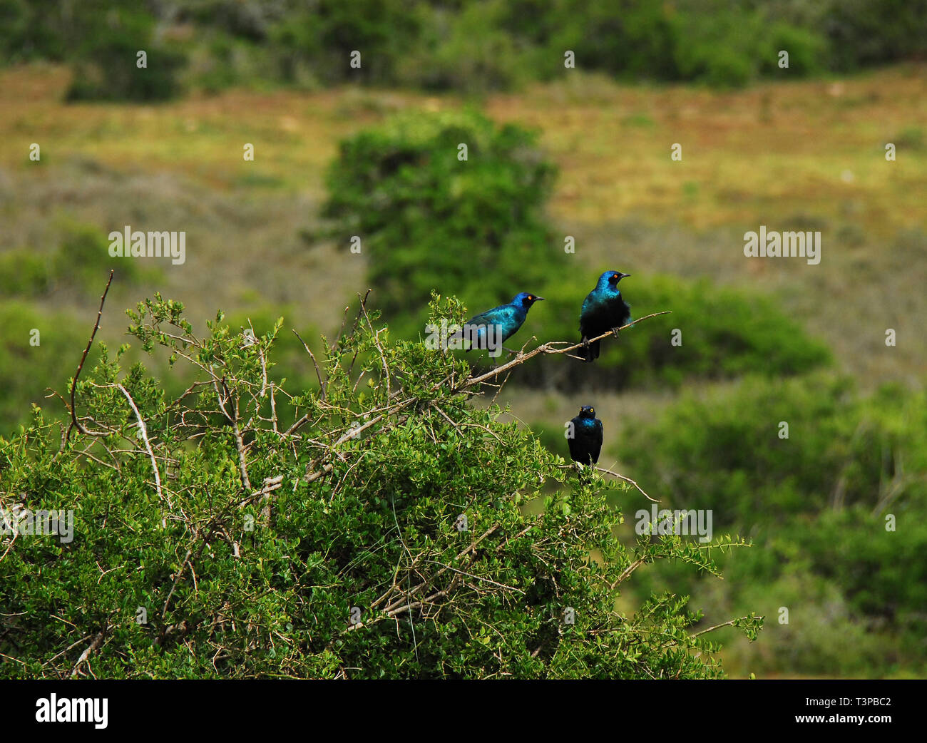 Note the different poses in these three wild gorgeous Cape Glossy Starlings on a thorn bush in South Africa.  Space for your cropping preference. Stock Photo