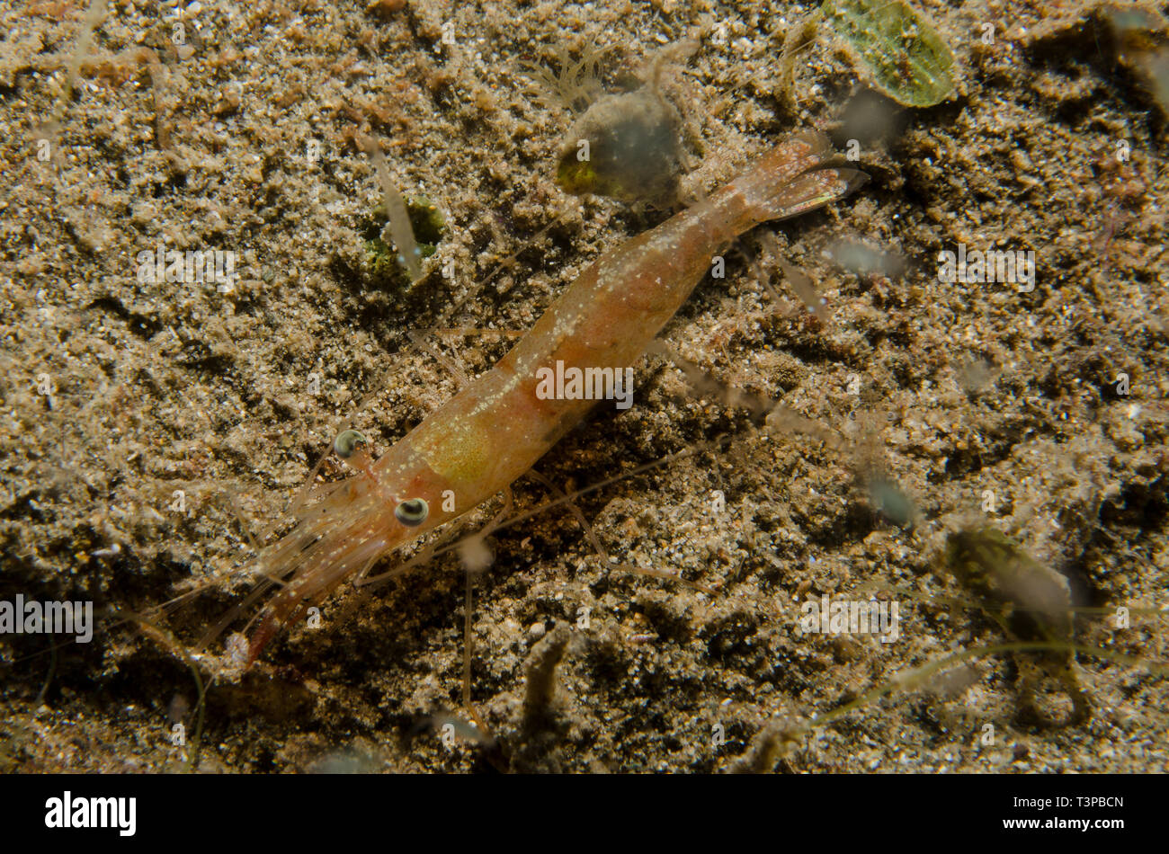 Nocturnal prawn, Metapenaeus sp., Penaeidae, Anilao, Batangas, Philippines, Philippine Sea, Indo-pacific Ocean, Asia Stock Photo