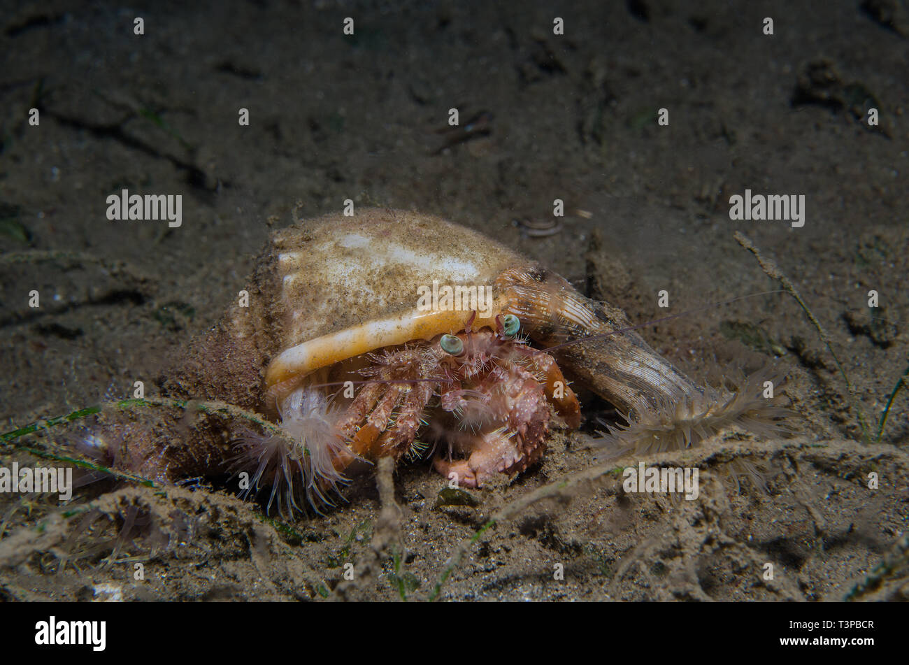 Hermit crab with anemones Dardanus pedunculatus and Calliactis miriam Basura divesite Anilao Batangas Philippines Pacific Ocean Stock Photo