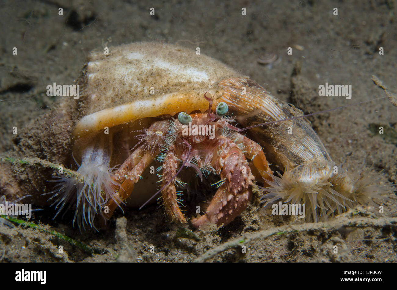 Hermit crab, with sea anemones, Dardanus pedunculatus, Diogenidae, and Calliactis miriam, Hormathiidae Anilao, Batangas, Philippines, Pacific Ocean Stock Photo