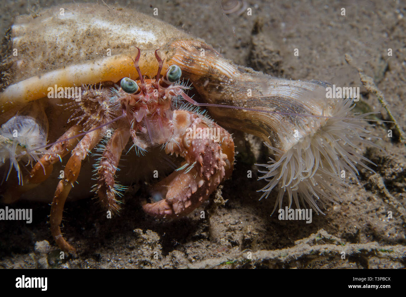 Hermit crab, with sea anemones, Dardanus pedunculatus, Diogenidae, and Calliactis miriam, Hormathiidae Anilao, Batangas, Philippines, Pacific Ocean Stock Photo