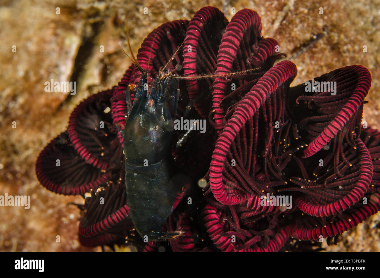 De Man's Snapping Shrimp, Synalpheus demani, Alpheidae, Anilao, Batangas,  Philippines, Philippine Sea, Indo-pacific Ocean, Asia Stock Photo