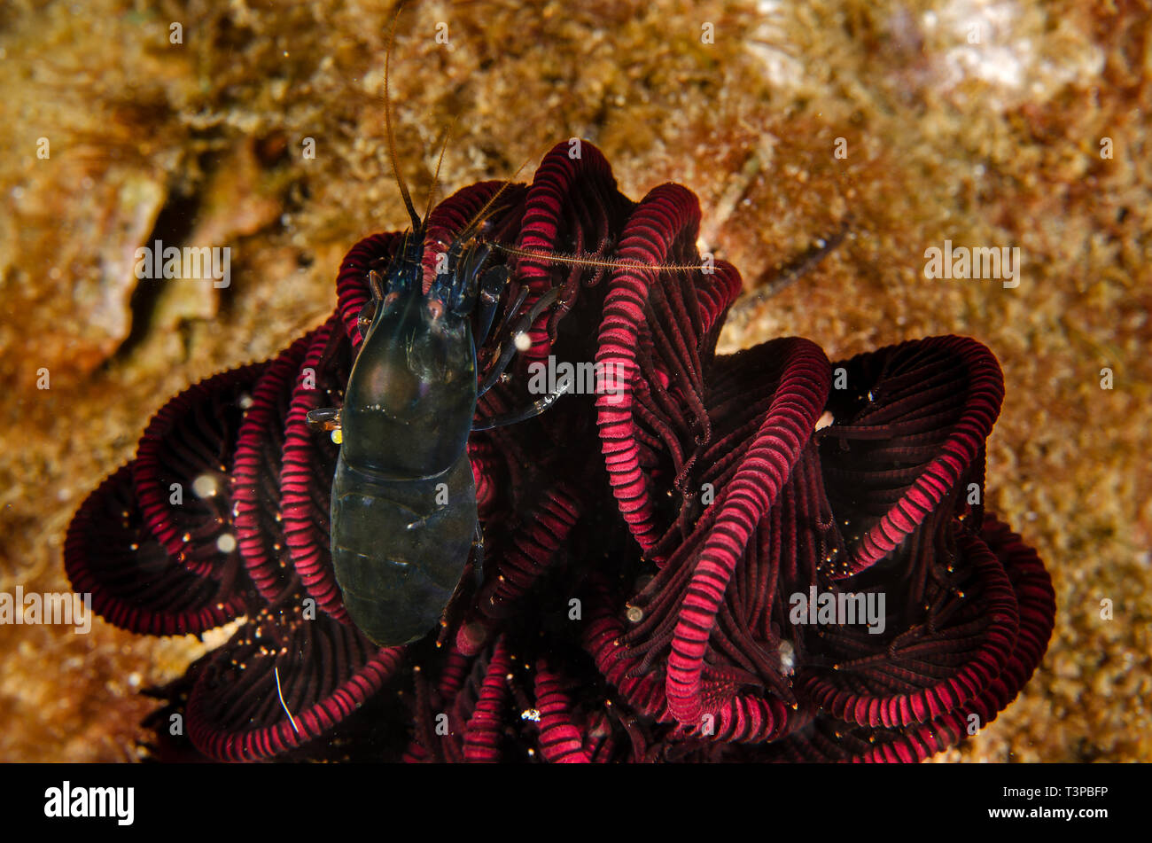 De Man's Snapping Shrimp, Synalpheus demani, Alpheidae, Anilao, Batangas,  Philippines, Philippine Sea, Indo-pacific Ocean, Asia Stock Photo