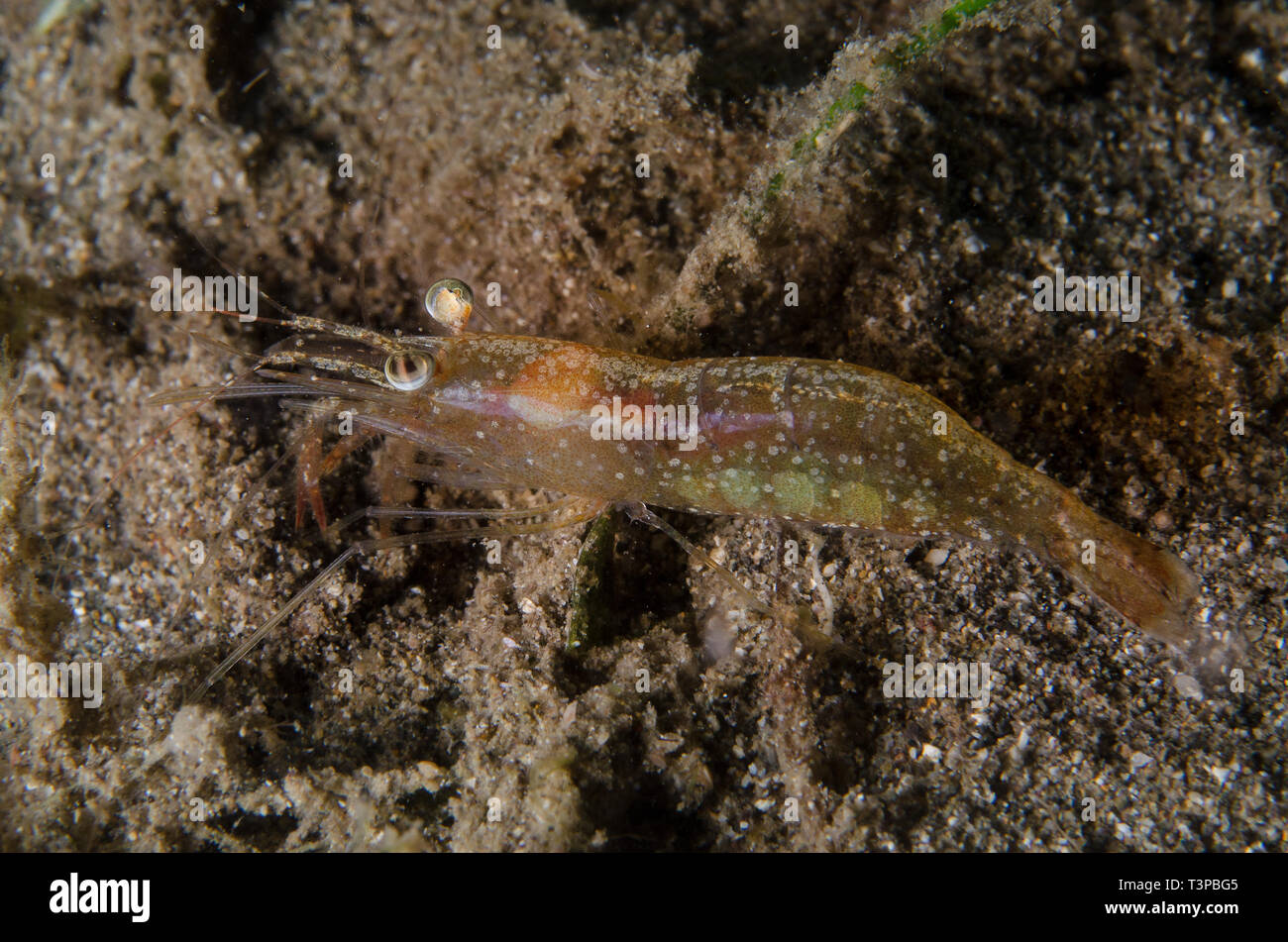 Nocturnal prawn, Metapenaeus sp., Penaeidae, Anilao, Batangas, Philippines, Philippine Sea, Indo-pacific Ocean, Asia Stock Photo