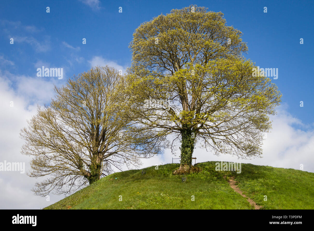 Two sycamore trees growing on the top of the Old Oxford Castle Mound Stock Photo