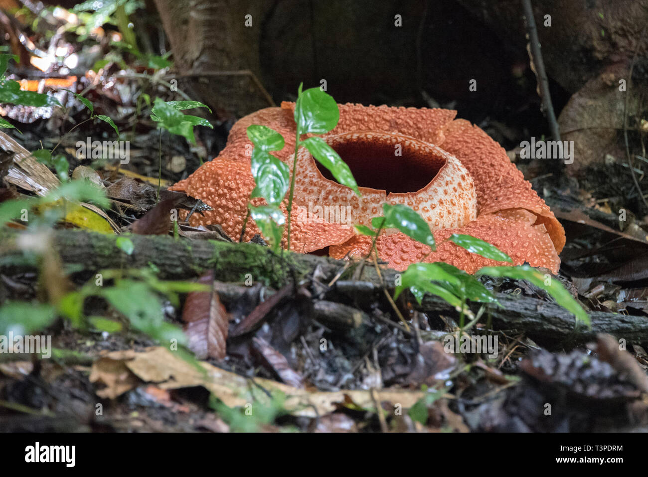 Rafflessia flower, rare carnivorous plant, Borneo. For ground foliage included. Stock Photo