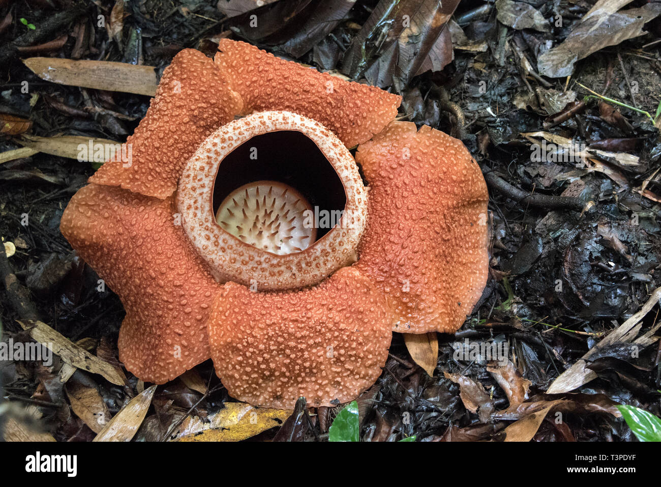 Rafflessia flower, rare carnivorous plant, Borneo. Single flower. Stock Photo