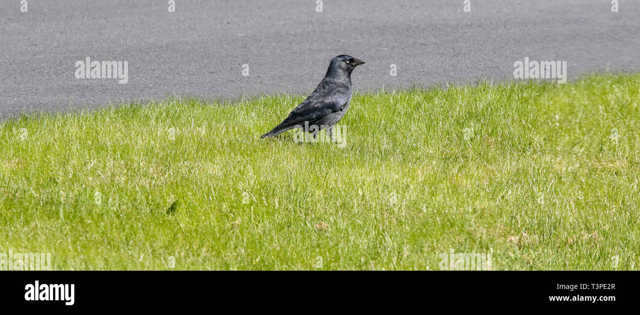 Grass verge beside road hi-res stock photography and images - Alamy