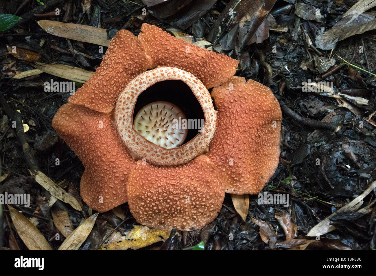 Rafflessia flower, rare carnivorous plant, Borneo. Landscape view Stock Photo