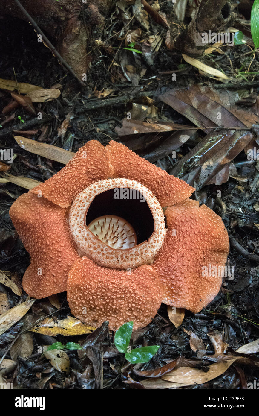 Rafflessia flower, rare carnivorous plant, Borneo. Portrait view. Stock Photo