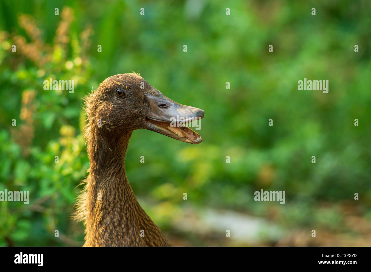 Top 138+ duck face pose best vova.edu.vn