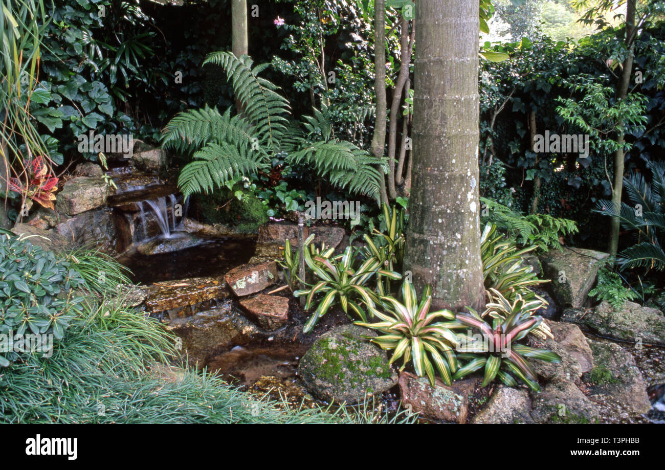 Subtropical garden scene featuring waterfall, bromeliads, Neoregelia 'Orange Flush' and 'Inferno' and at the back Dicksonia antartica (Soft tree fern) Stock Photo