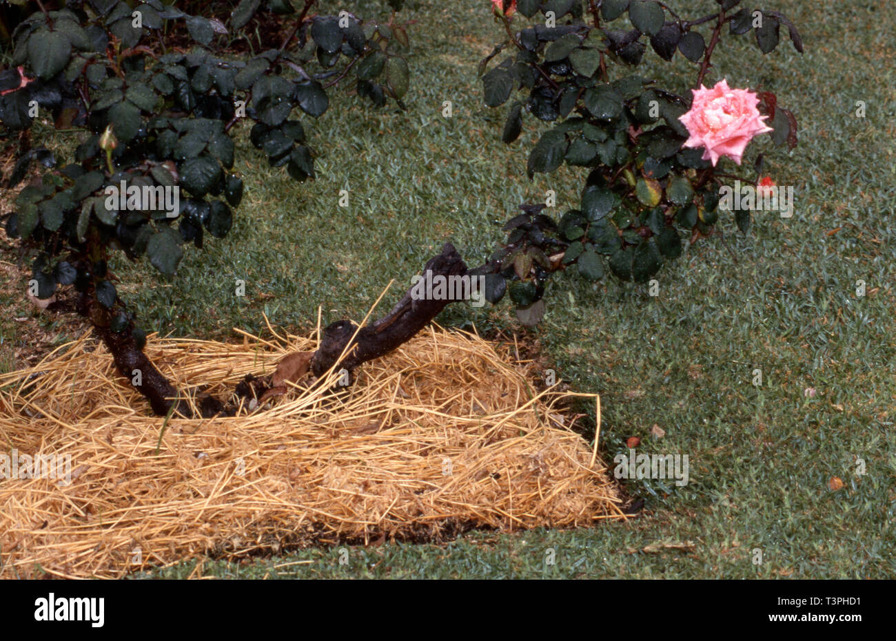 Straw mulch used around the base of a pink rose bush (Rosa). Straw will compost pretty quickly in most garden settings. Stock Photo