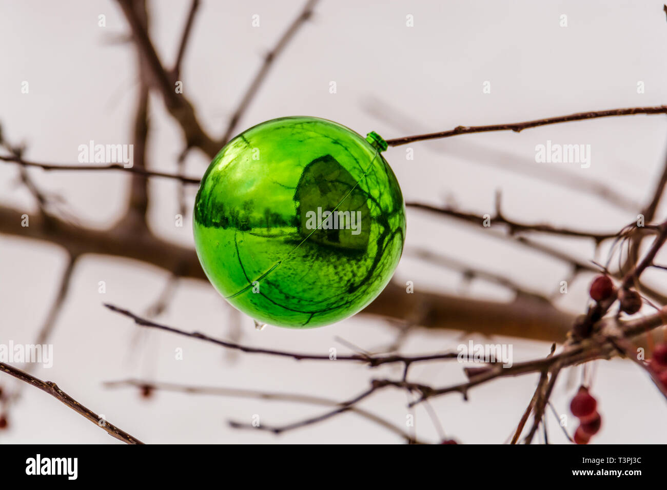 One green Christmas ball ornament hung on winter dry tree branch Stock Photo