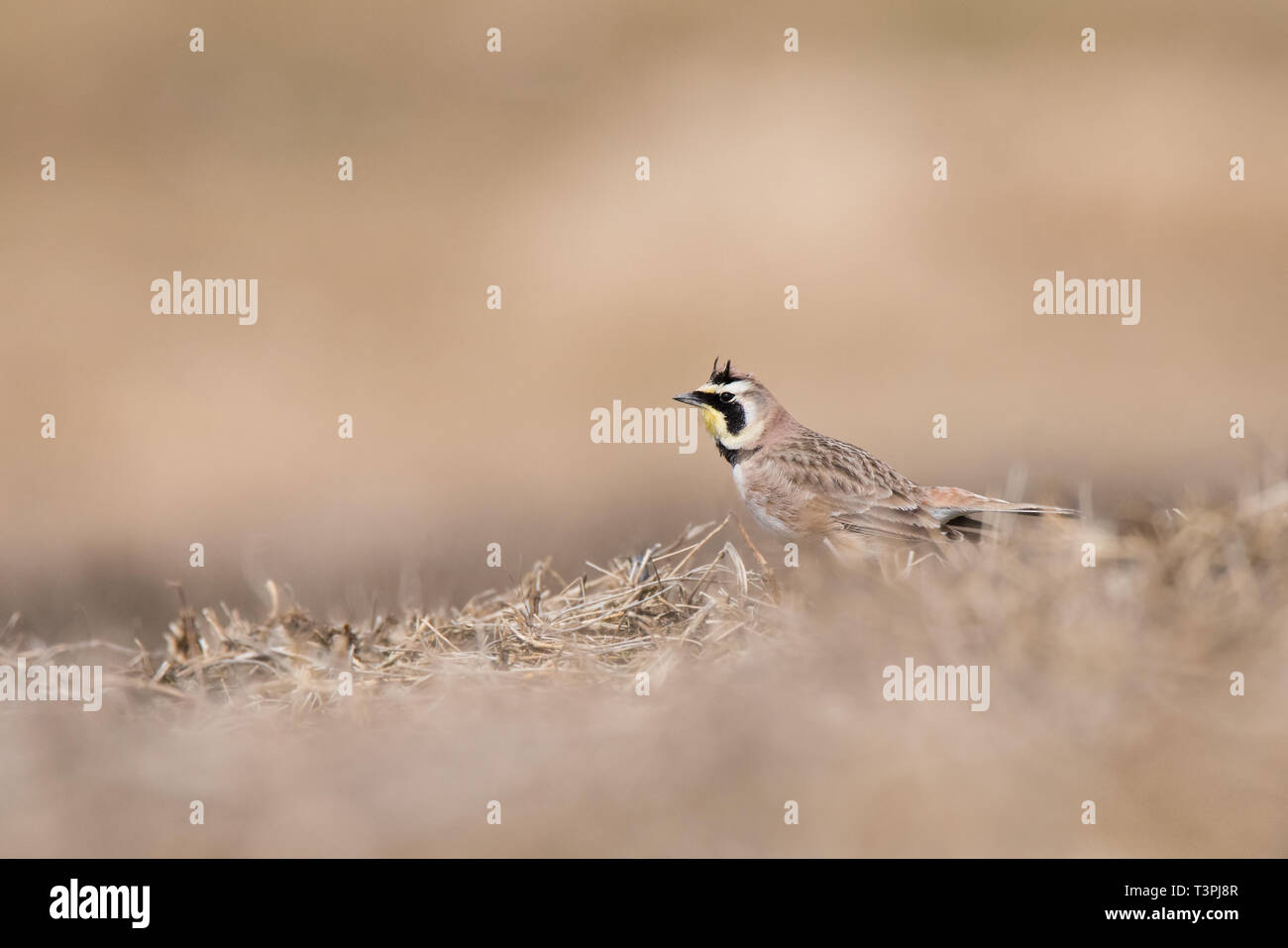 A Horned Lark forages for a meal in the section of Toronto, Ontario's Downsview Park being used to re-create a Tallgrass Prairie ecosystem. Stock Photo