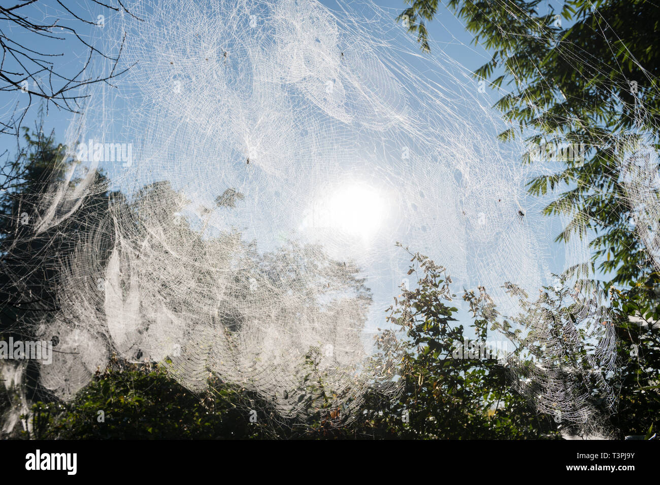 huge spider web