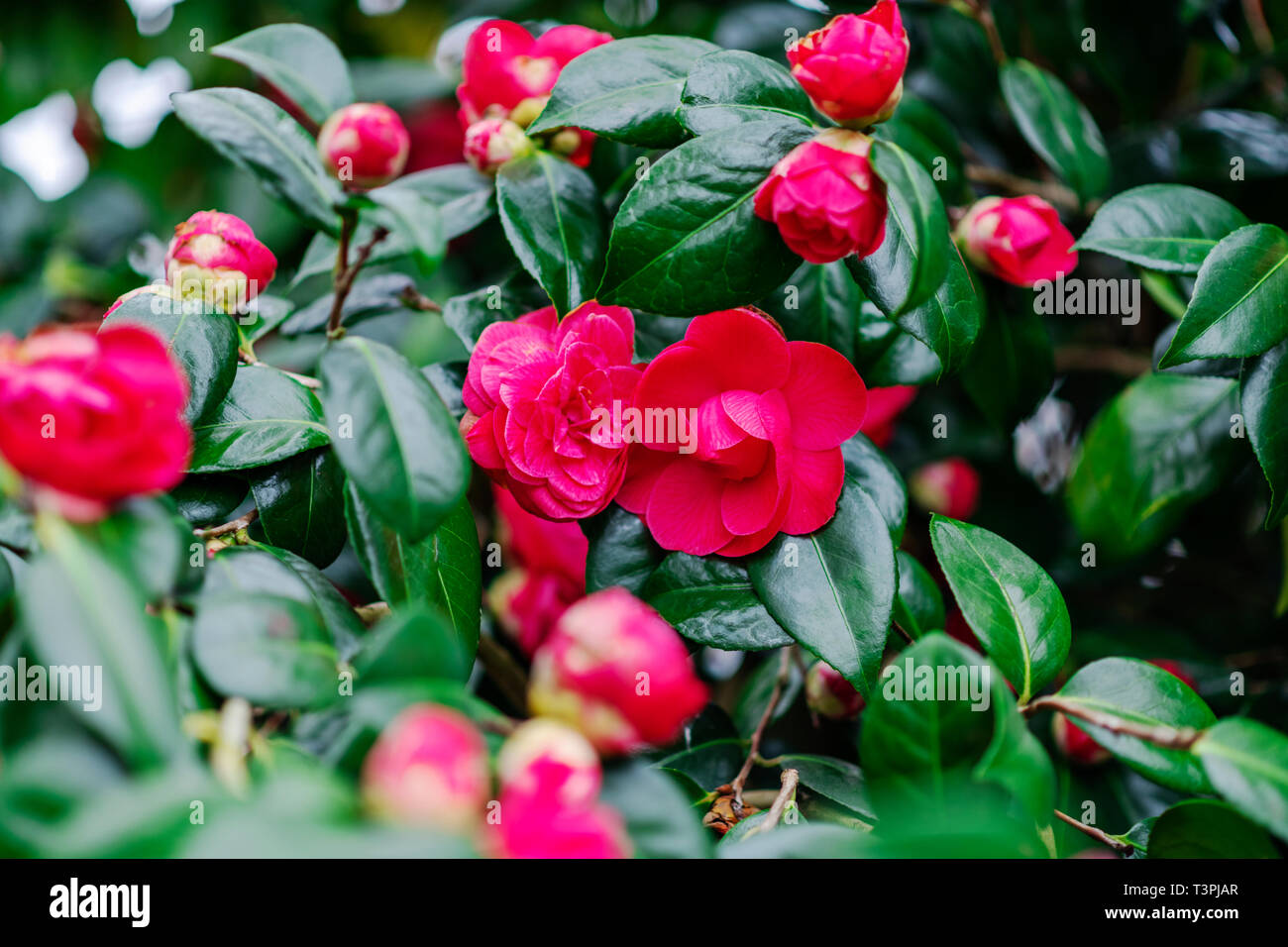 Pink blooming camellia flowers and buds Stock Photo Alamy