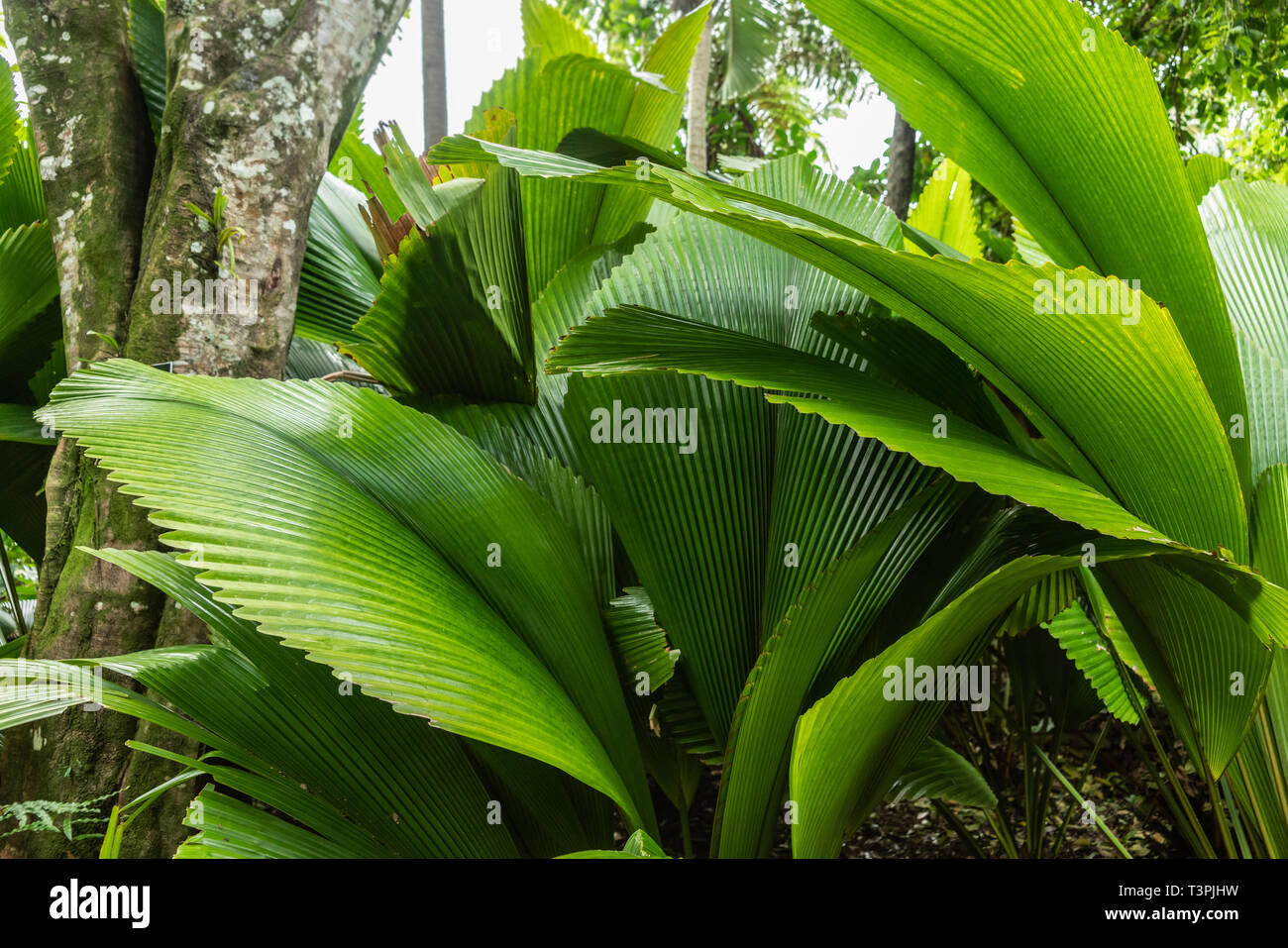 Cairns, Australia - February 17, 2019: Botanical Garden. Asparagaceae Dracaena  Cantleyi bloom and berry in center of green leaves Stock Photo - Alamy