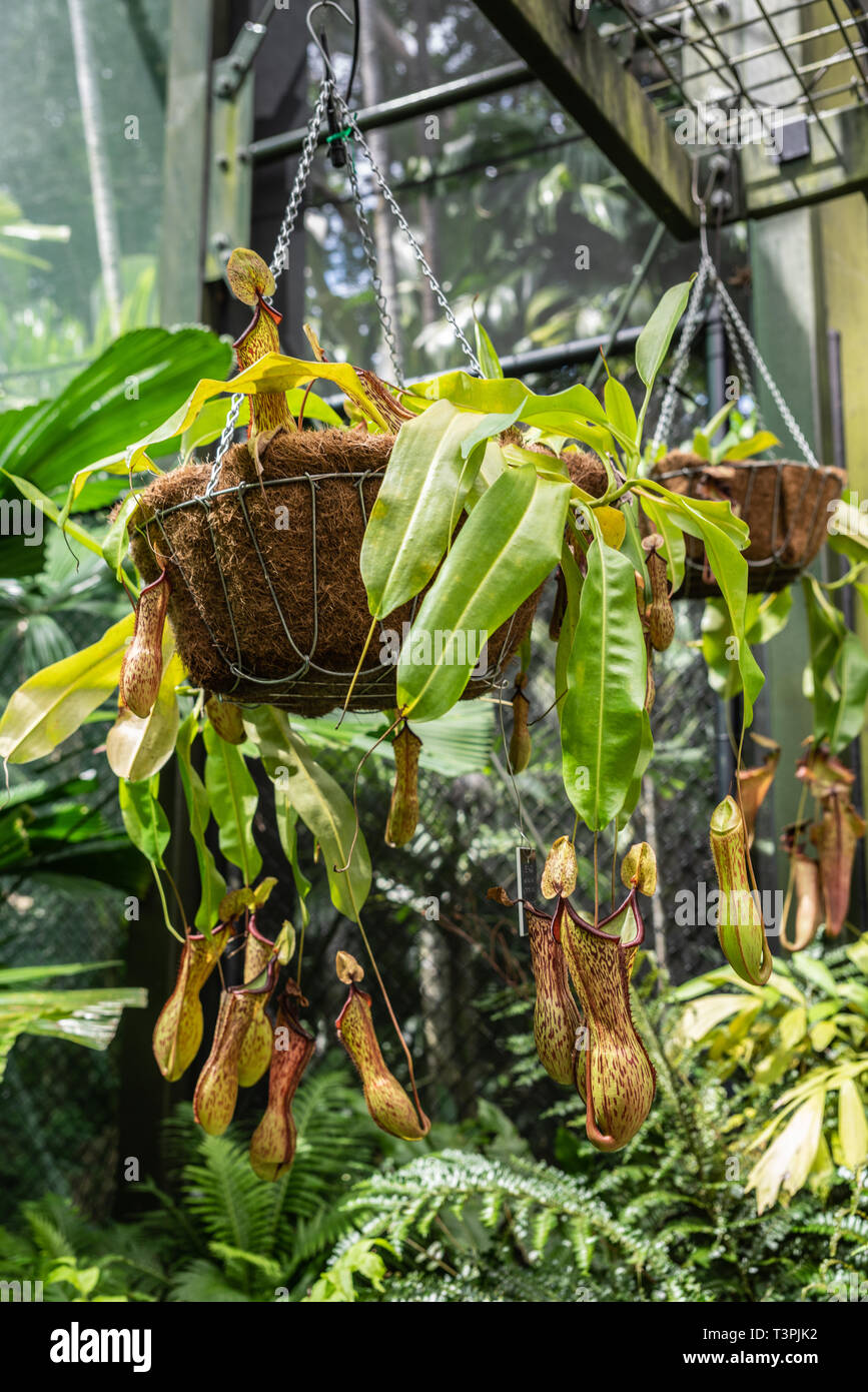 Cairns, Australia February 17, 2019 Botanical Garden. Of the