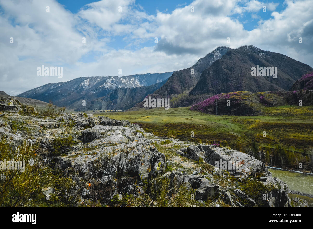 Mountain landscapes of the Chui tract, Altai. Valley. Spring bloom in the mountains of pink flowers Stock Photo