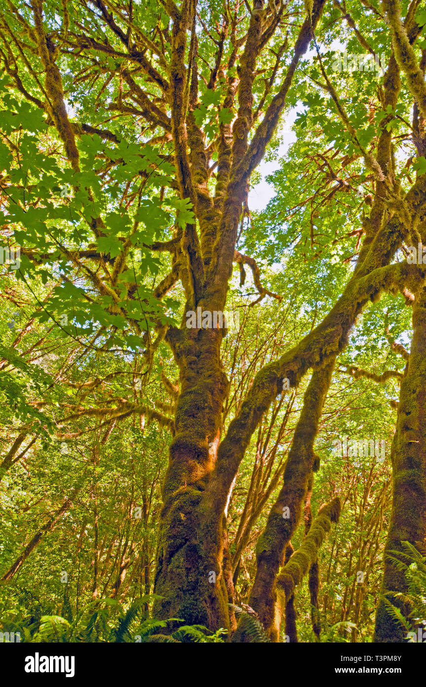 Trees in the Coastal Rain Forest of Northern California Stock Photo Alamy