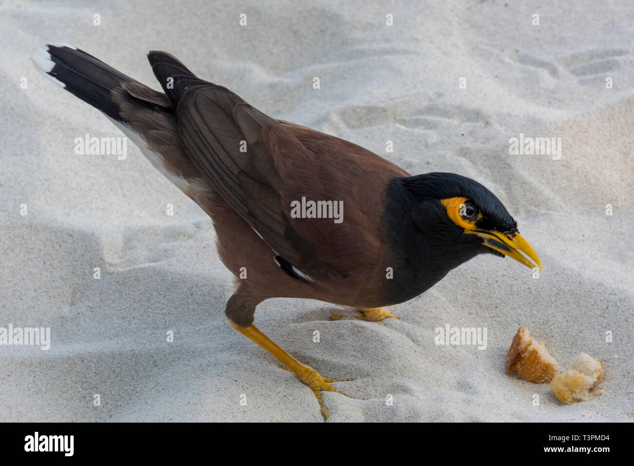 a myna bird eating a piece of bread on the beach in ko phangan, Thailand. Stock Photo