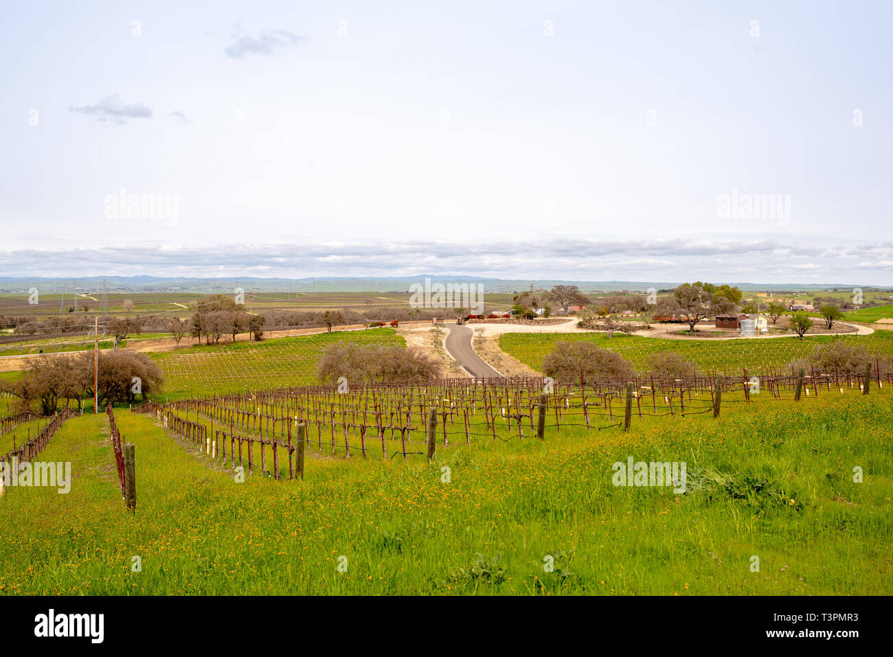 vineyards in paso robles Stock Photo - Alamy