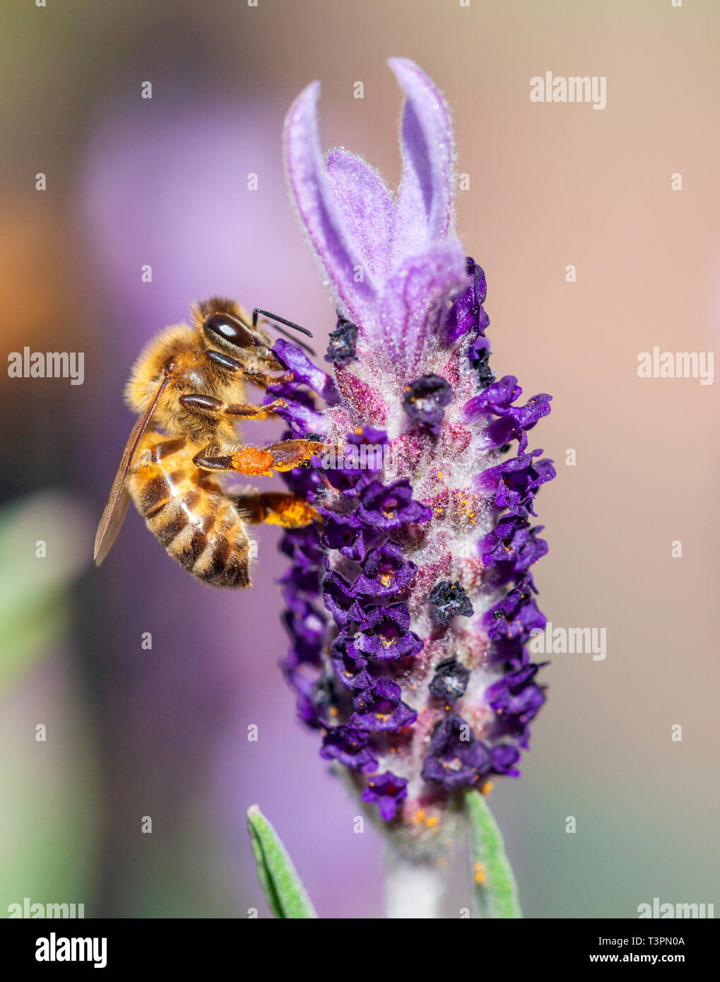 European Honey Bee ( Apis mellifera ) on a French lavender flower ( Lavandula stoechas ). Also known as the Western Honey Bee. Stock Photo