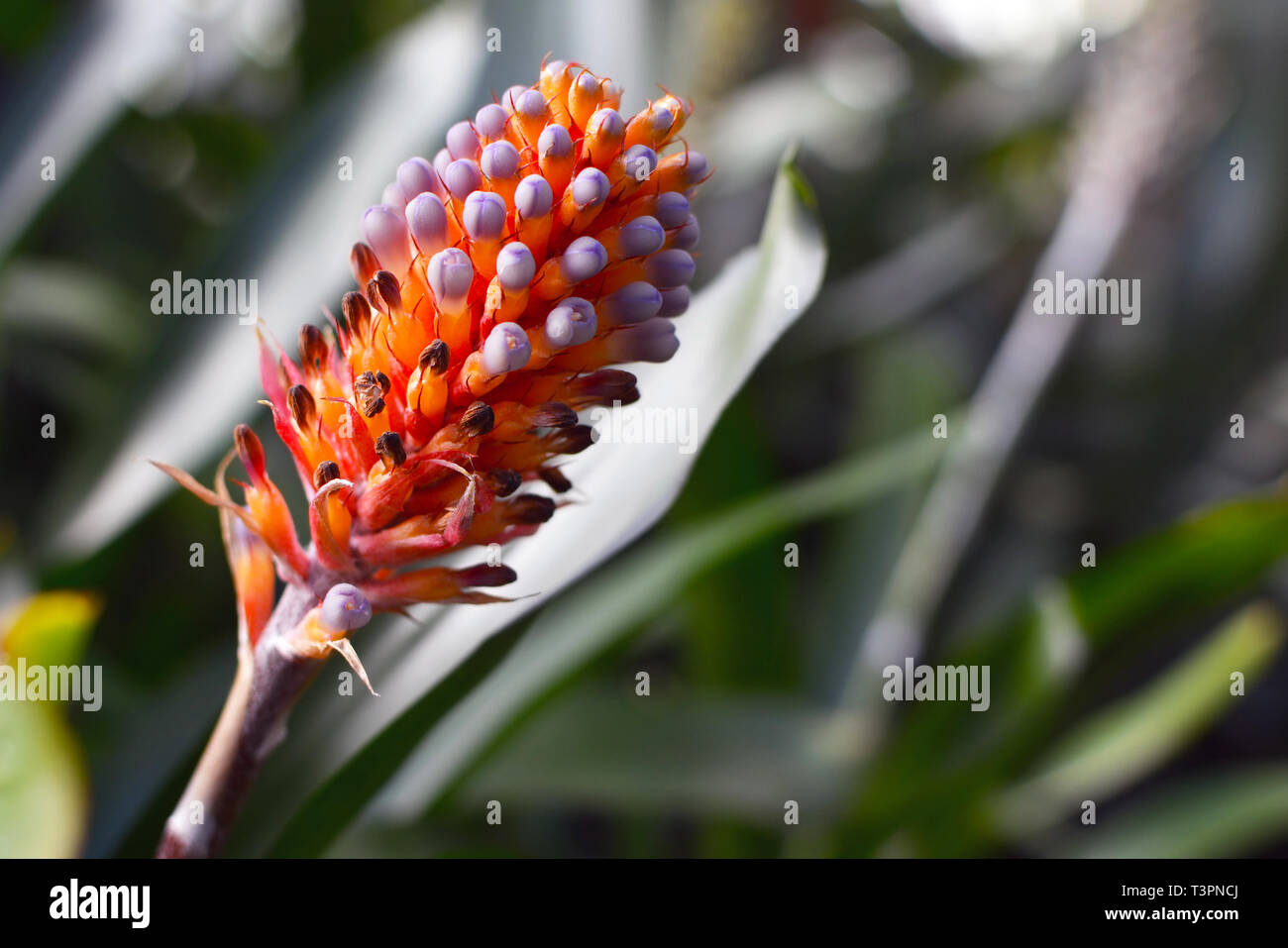 Close up of a bright orange with violet tips exotic Aechmea Cylindrata Bromeliad flower in full bloom Stock Photo